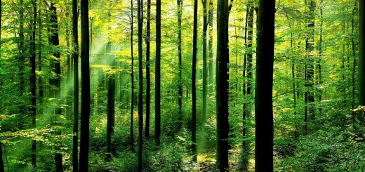 forests-why-matter_63516847